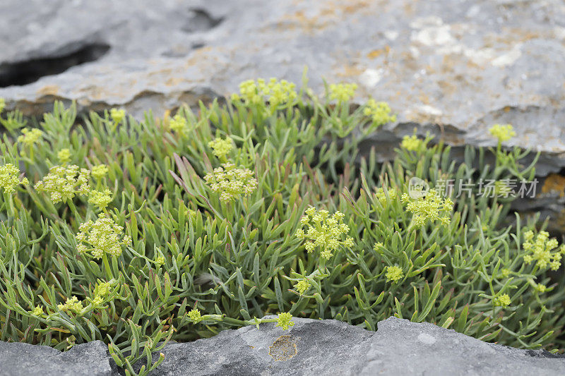 摇滚海篷子(Crithmum maritimum)